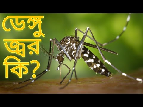 ডেঙ্গু জ্বর কি, ডেঙ্গু জ্বরের লক্ষন, চিকিৎসা ও প্রতিরোধে কি কি করণীয়?